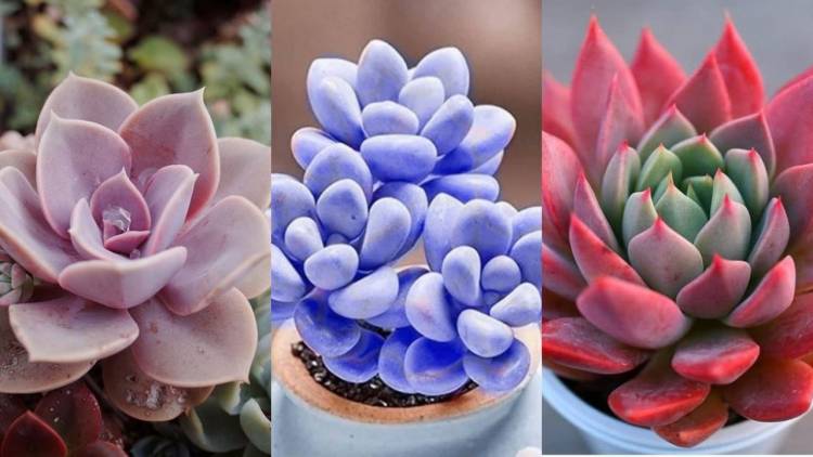 Plantas de interior: ¿Cómo regar suculentas en macetas sin drenaje?