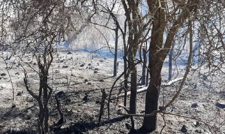 Controlaron el incendio forestal en cercanías de Villa Giardino