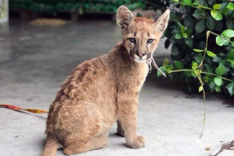 Rescatan un pumita y un tucán en el interior provincial