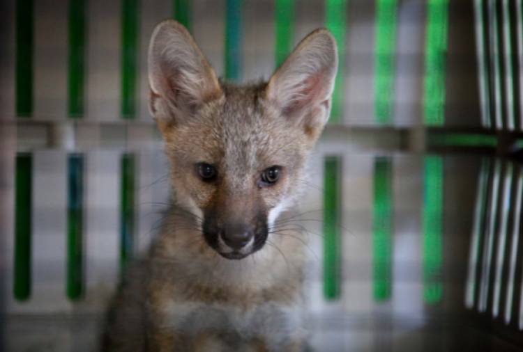 Foro Federal de Bienestar Animal