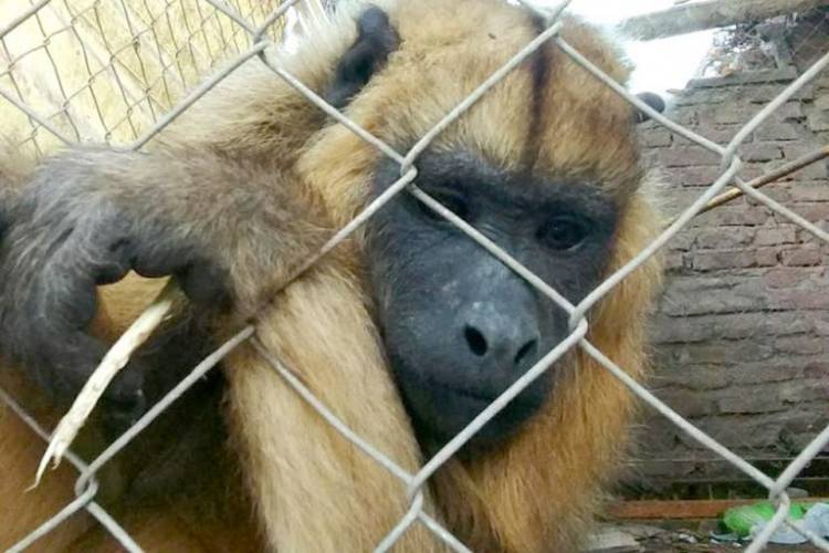 Trasladarán una mona al Proyecto Caraya de La Cumbre