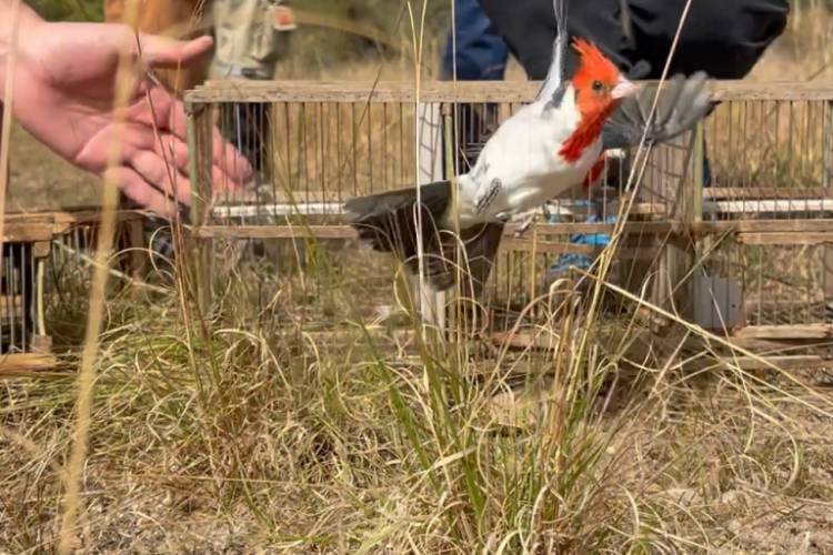 Liberaron 41 aves silvestres en una reserva de Río Segundo