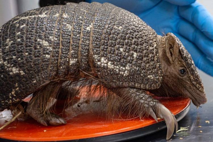 Recuperaron en Justiniano Posse un mataco bola