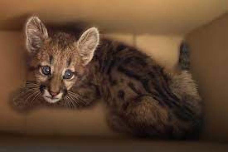 Ambiente presentó el plan para mejorar la gestión integral de fauna integral recuperada del mascotismo