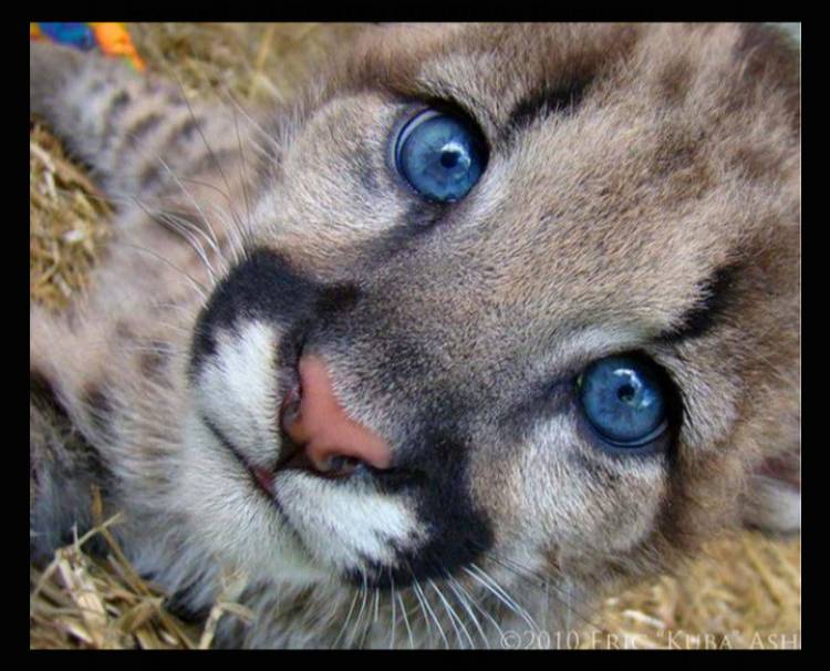 Rescatan un cachorro de puma en zona rural de Sebastián Elcano
