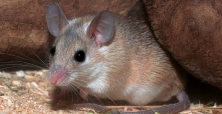 Emiten recomendaciones ante nuevos casos de fiebre hemorrágica argentina