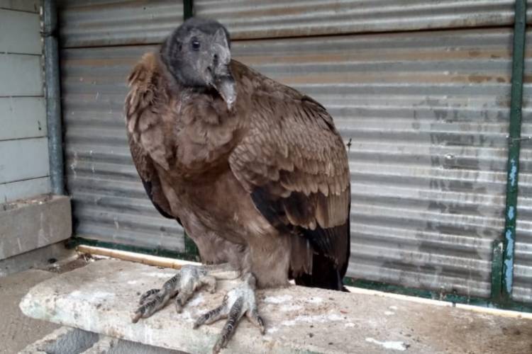 Rescatan un cóndor en el paraje serrano de La Travesía
