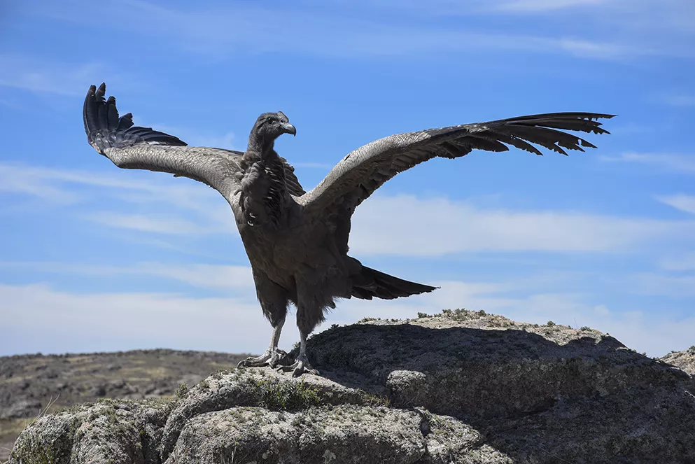 Cóndor andino fue liberado en el Parque Nacional Quebrada del Condorito
