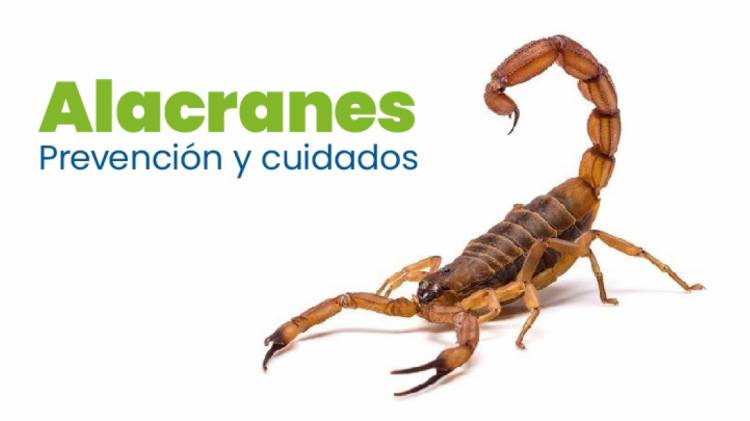 Temporada de alacranes, como prevenir picaduras
