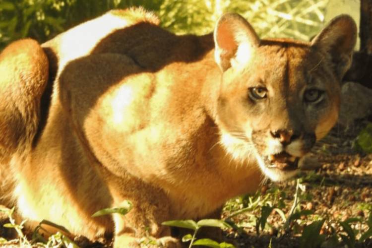 Capturan un puma en San Marcos Sierras