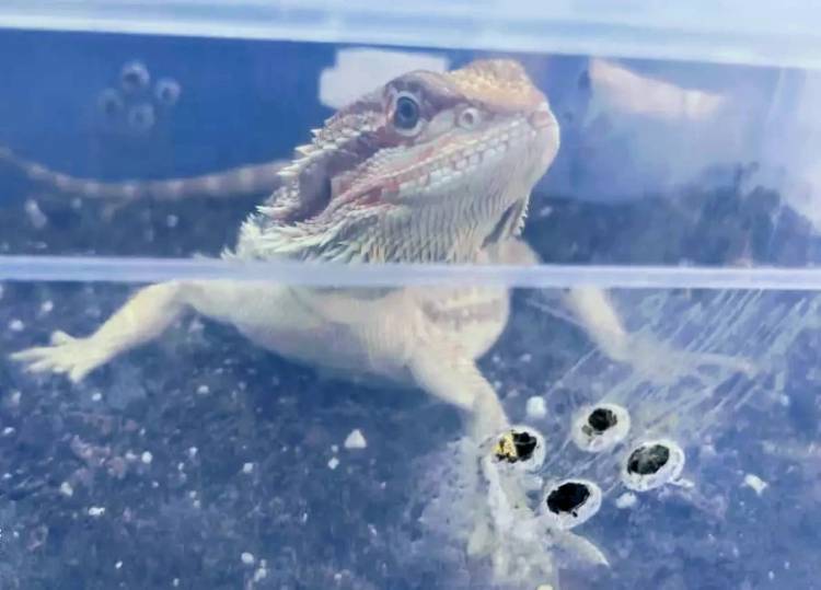Rescatan víboras, tortugas y reptiles exóticos de una casa de Villa Adela