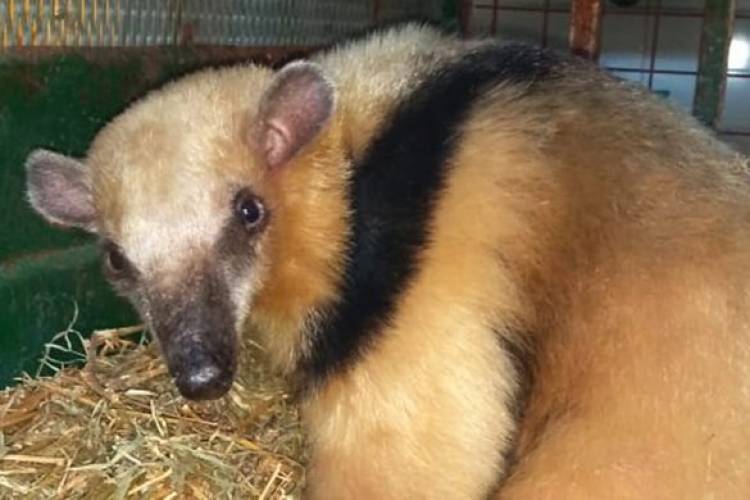 Rescataron una osa melera que apareció en Cruz del Eje