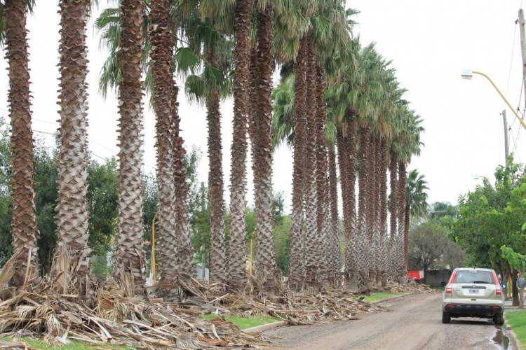 Limpieza y poda de palmeras en Loteo Los Palmares y Altos del Prado