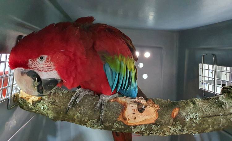 Trasladaron a Corrientes ocho ejemplares de fauna silvestre