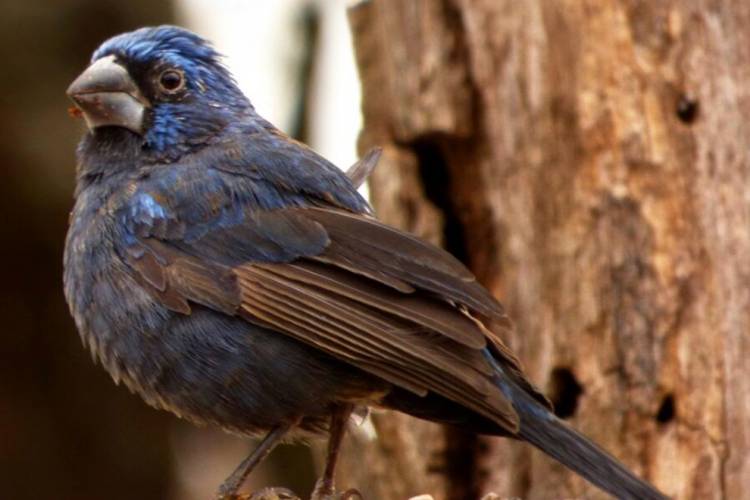 Charbonier: se rescataron aves del cautiverio