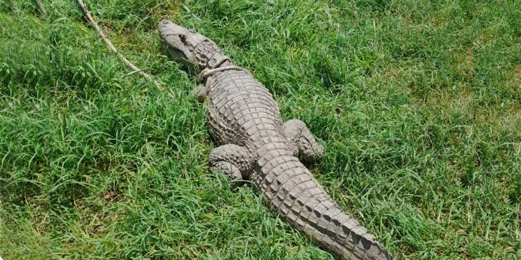 Policía Ambiental capturó un yacaré ñato en Río Ceballos