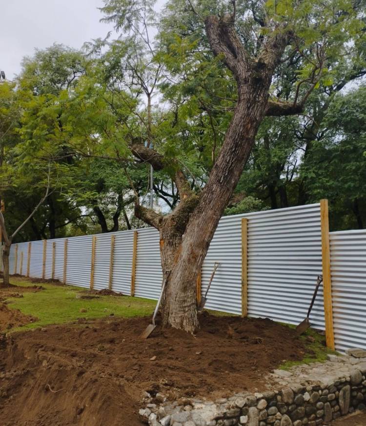 Reubican árboles por las obras en la Plaza Cívica