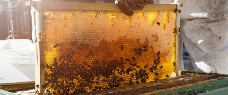 Llega la 4ª Edición de la Expo Miel en Villa de Soto