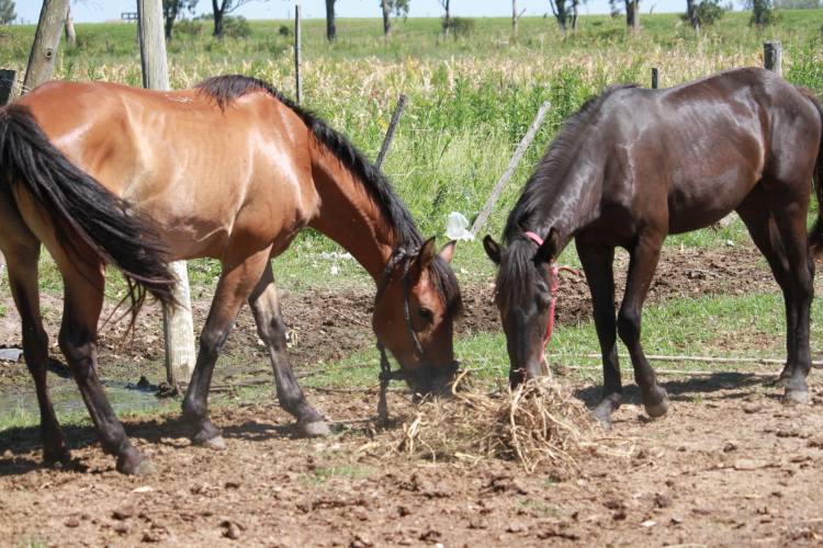 La Municipalidad produce alfalfa para alimentar a caballos incautados en la vía pública