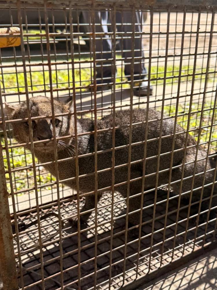 Incautan un felino silvestre en una vivienda de la ciudad