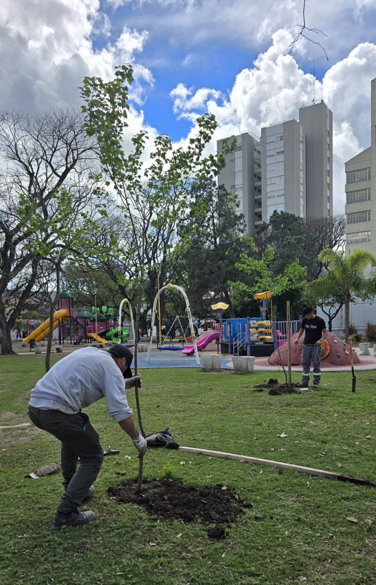 Se realiza intensa plantación de ejemplares del arbolado urbano en plazas y espacios públicos de la ciudad