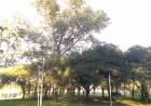 Bosquecillo de UTN San Francisco llevará el nombre "Héroes de Malvinas"