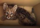 Ambiente presentó el plan para mejorar la gestión integral de fauna integral recuperada del mascotismo