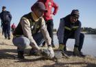 Rescataron un yacaré que vivía en una laguna de General Baldissera