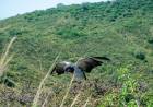 Liberaron más aves silvestres en el Camino del Cuadrado