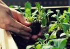 La Huerta en tu Hogar: lanzaron la temporada otoño-invierno 2023