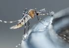 Dengue: suman 875 los casos en la provincia de Córdoba