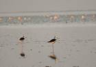 Elaboran planes de manejo para las reservas naturales La Felipa y Mar Chiquita