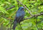 Se rescataron aves del cautiverio en El Fuertecito