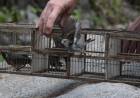 63 aves recuperadas del cautiverio regresan a la naturaleza