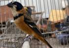 Rescate de 110 aves silvestres en Río Tercero