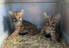 Dos cachorros de puma fueron rescatados y trasladados al Parque de la Biodiversidad