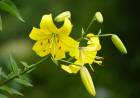 La Rancherita: combaten el lirio amarillo como especie invasora para proteger el medio ambiente