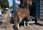 La Guardia Local junto a la dirección de Ambiente retuvieron dos caballos sueltos en la vía pública