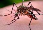 Dengue: Salud realizó la última sala de situación de la temporada 2025-2026