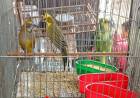 La Policía Ambiental allanó viviendas en Villa Parque Santa Ana y secuestró más de 70 aves silvestres