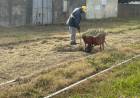 Siguen las tareas de mantenimiento en el FFCC Belgrano y el chipeado de ramas