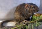 Hallan una nueva especie de mamíferos en las sierras de Córdoba