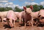 Triquinosis: la Provincia inspeccionó establecimientos porcinos y restringió el traslado de 200 animales