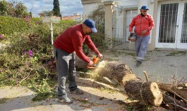 Servicios Públicos intervino ante la caída de árboles por los intensos vientos