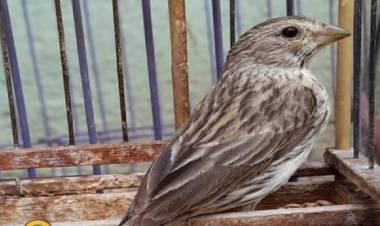 Capilla del Monte, rescatan aves silvestres en cautiverio