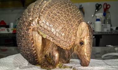 Lucio V. Mansilla: Recuperaron otro mataco bola del tráfico ilegal