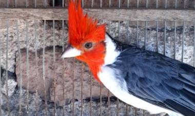 Policía Ambiental rescató 31 aves silvestres en Noetinger
