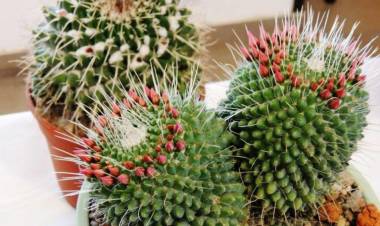 Festival de Cactus en Villa María y encuentro de coros en Cosquín 