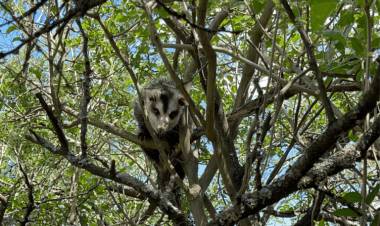 Liberaron fauna silvestre en el Camino del Cuadrado