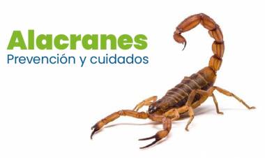 Temporada de alacranes, como prevenir picaduras